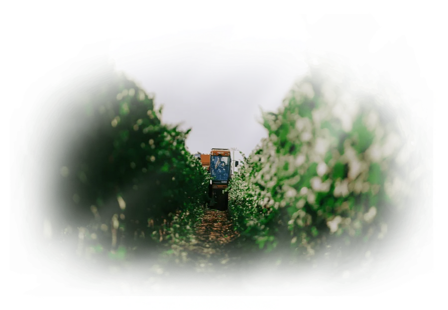 vendemmia1