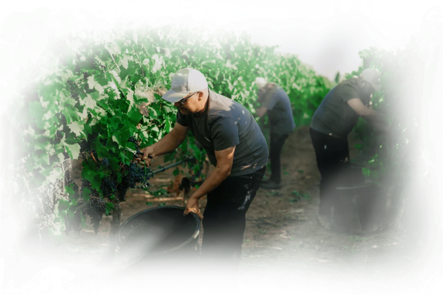 vendemmia2